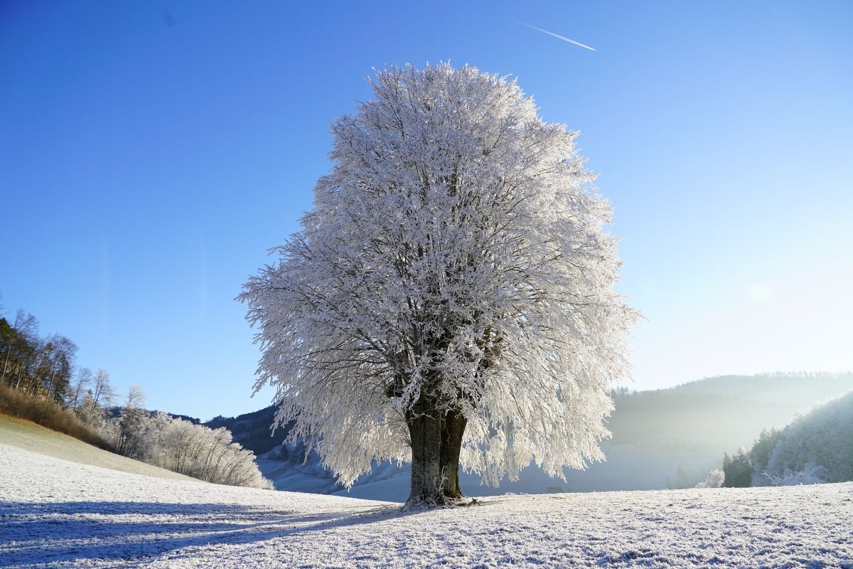 Abiotische Schäden Frost Abiotische Schäden Frost