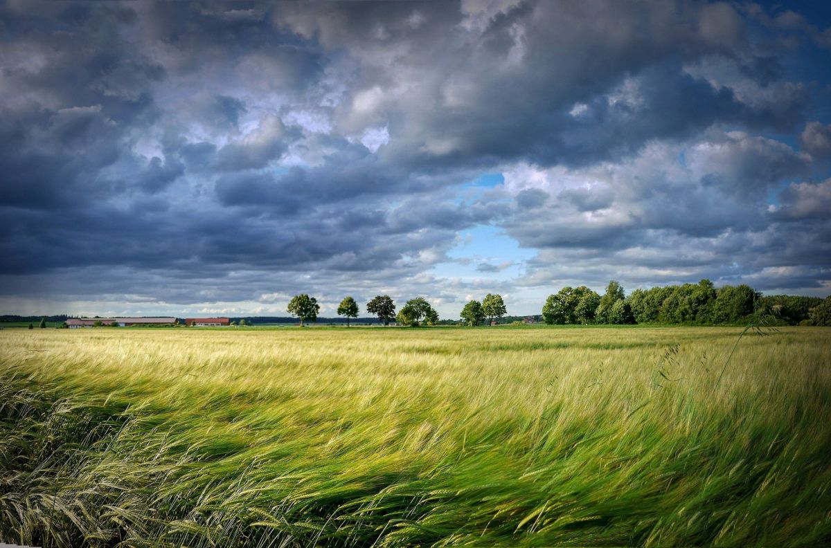 Abiotische Schäden Wind Abiotische Schäden Wind