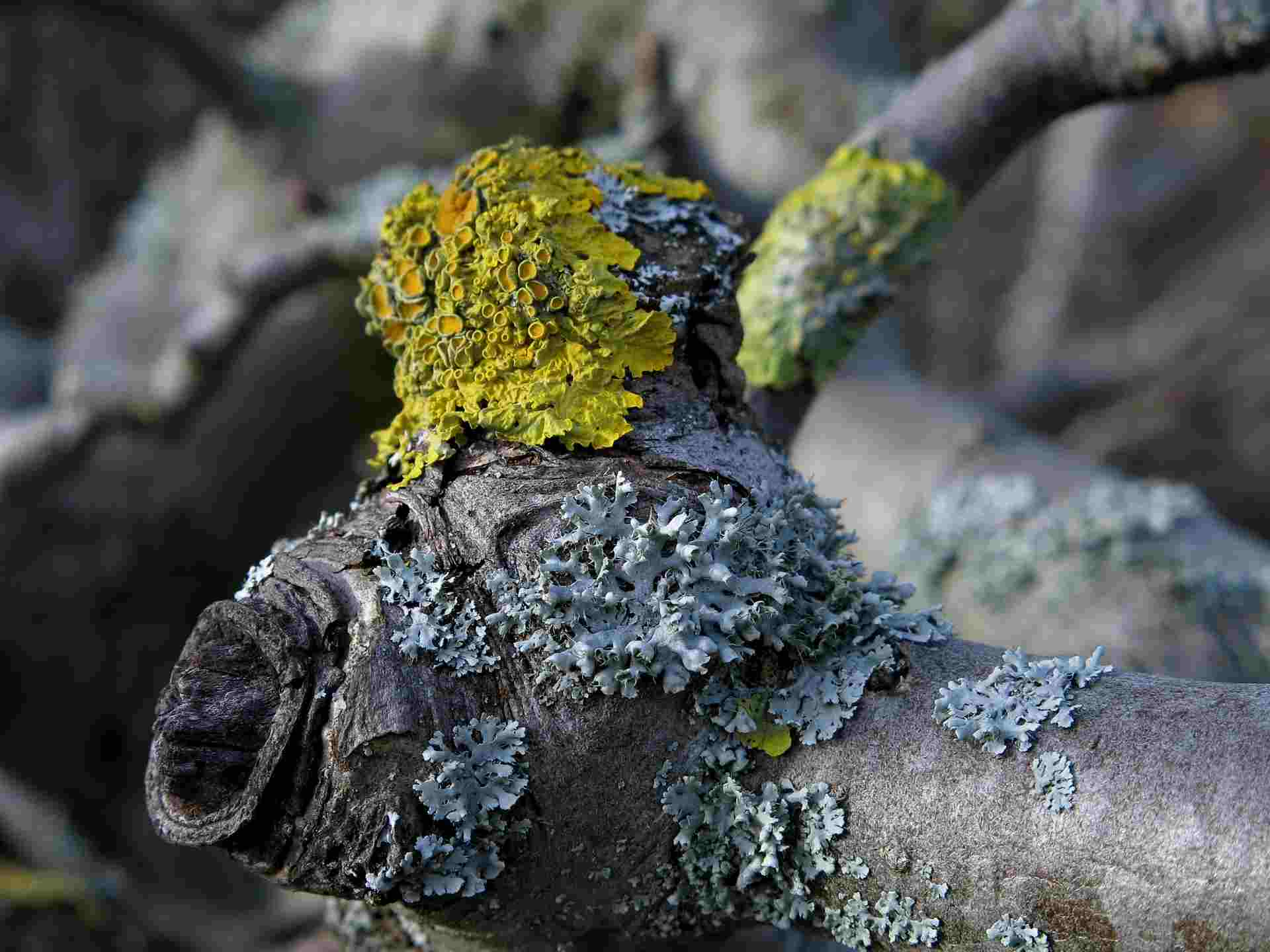 flechten am baum_samsbaum baumpflege münchen