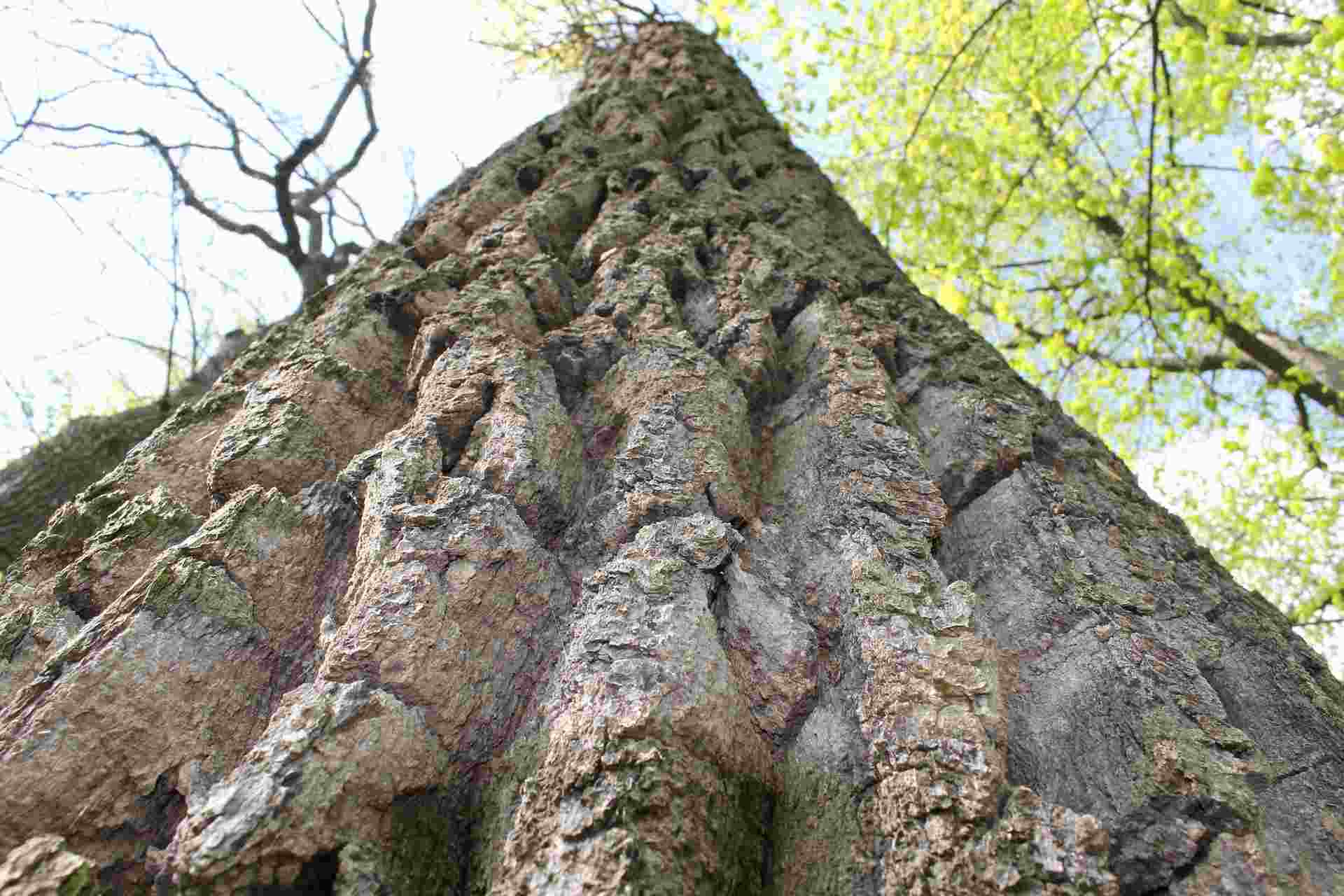 frostriss-am-baum-sams-baumpflege-muenchen