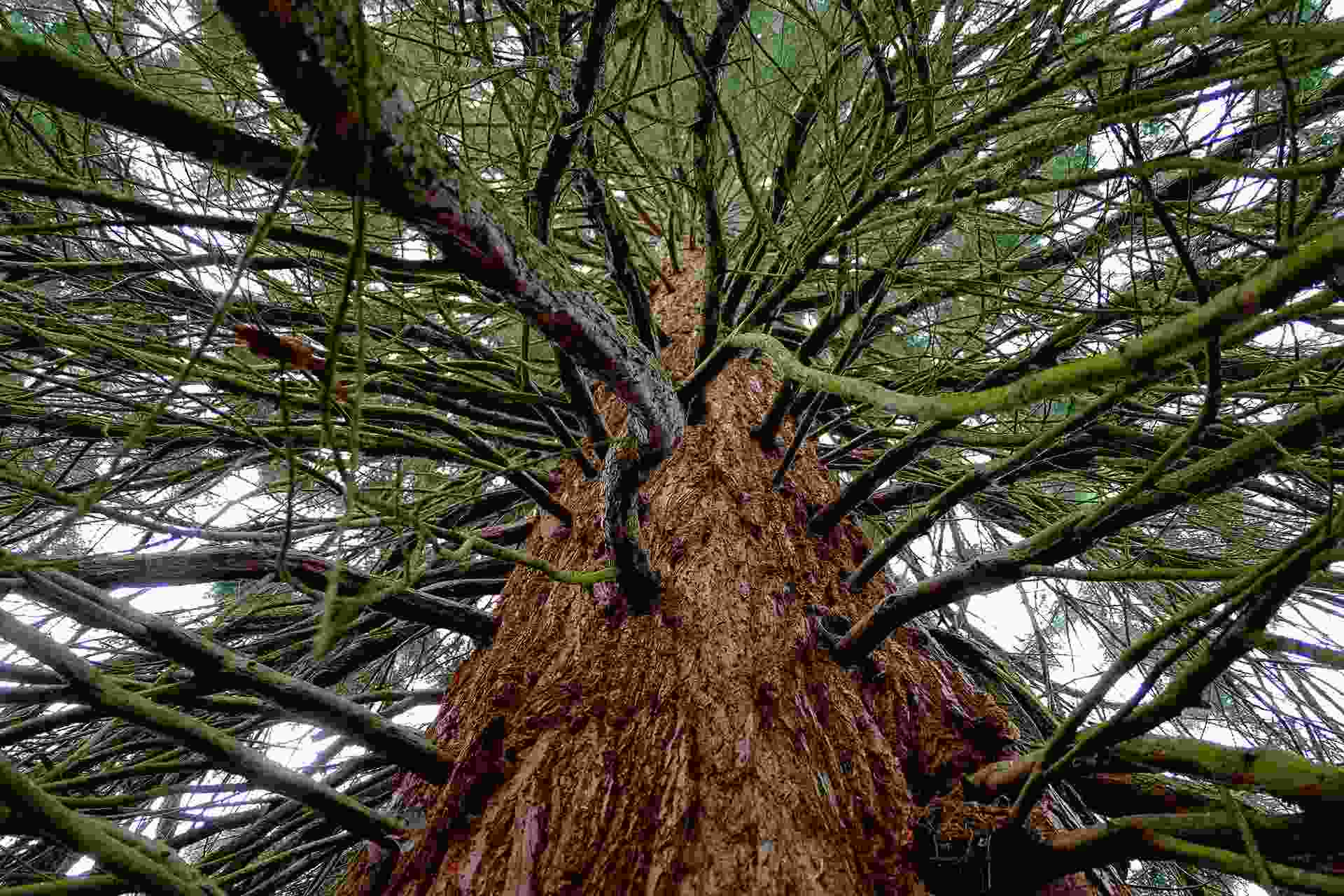 Grünalge am Baum - rote Rinde - Sam's Baumpflege München