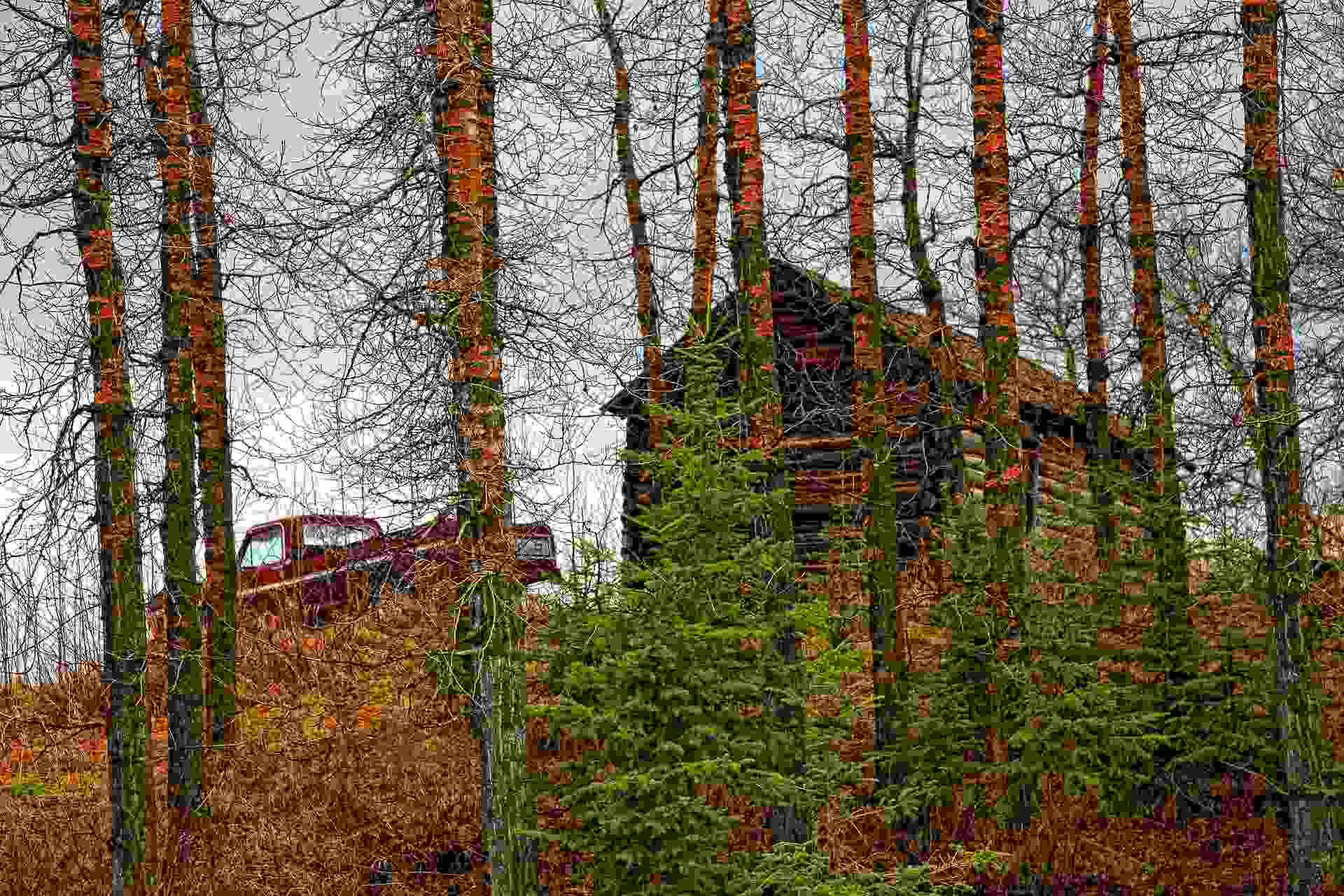 rostige Bäume Wald - Grünalge - Sam's Baumpflege München