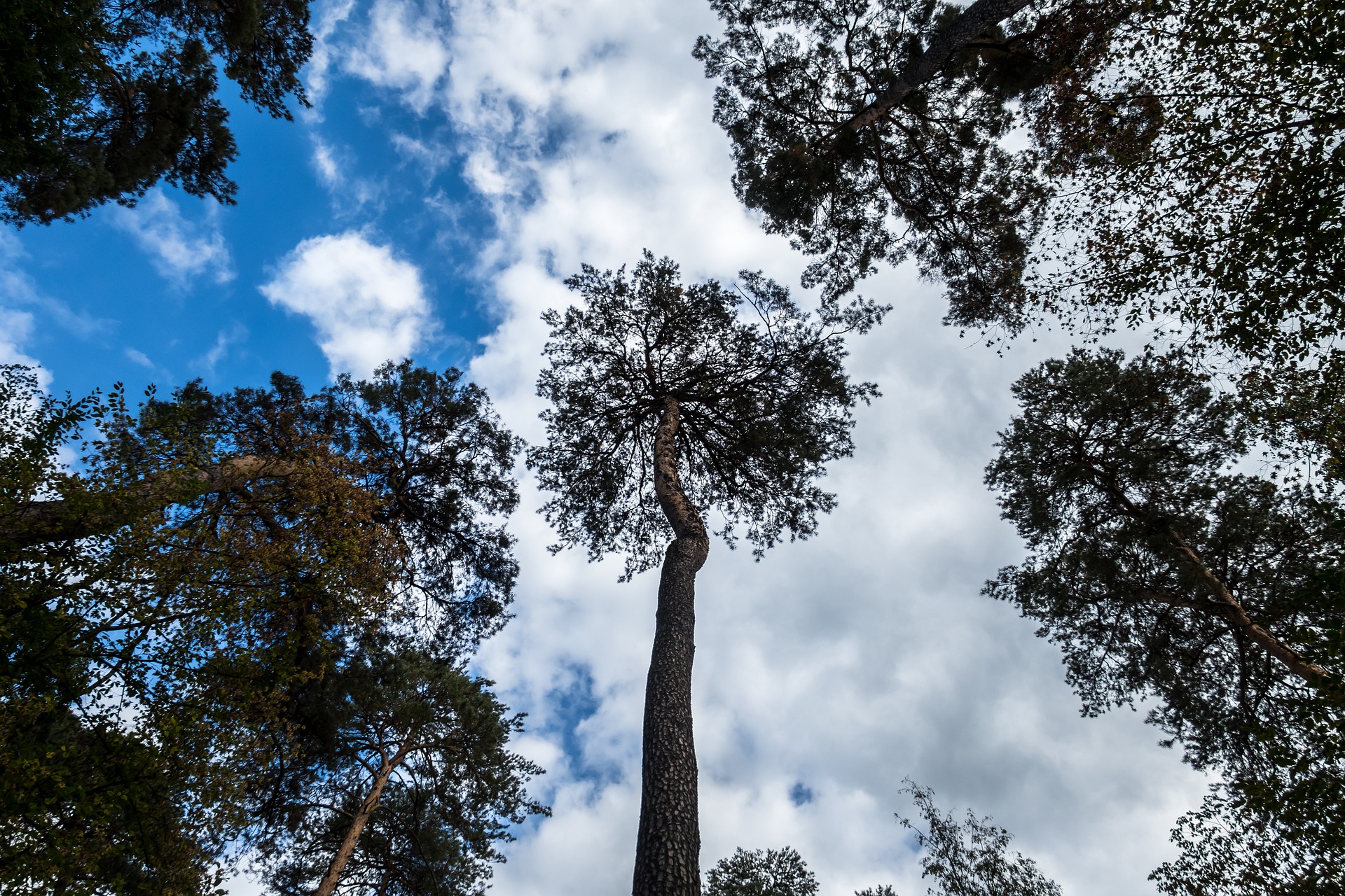 Hexenbesen am Baum- Sams Baumpflege München