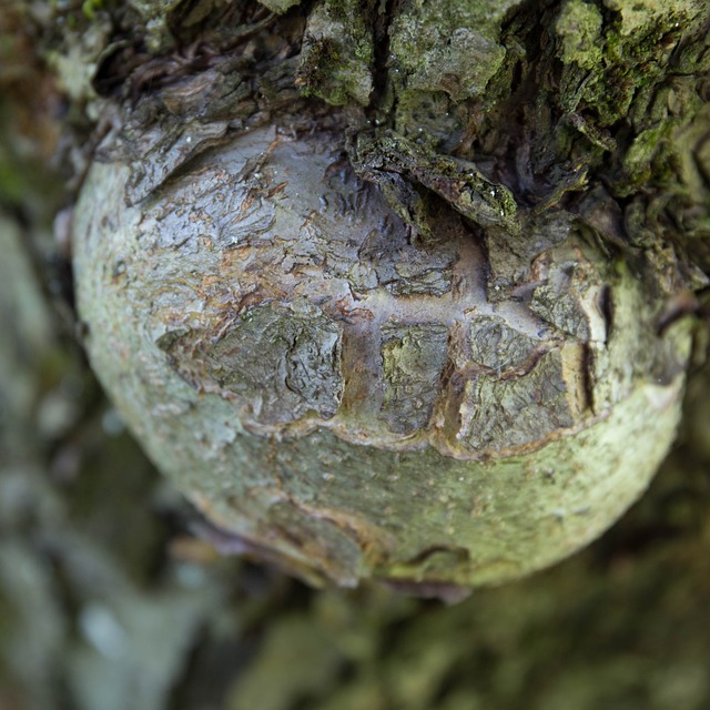 Beulen am Baum_Sams Baumpflege München