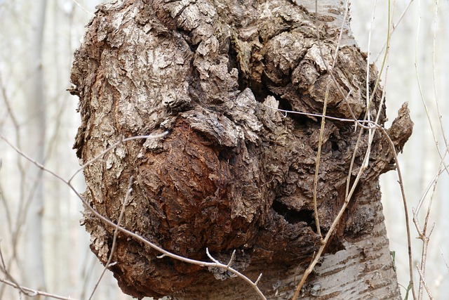 Knolle am Baum_Baumkrebs_Samsbaumpflege München