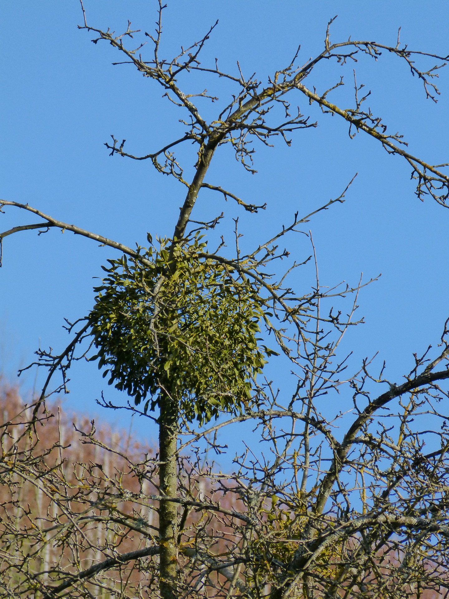 Misteln am Baum