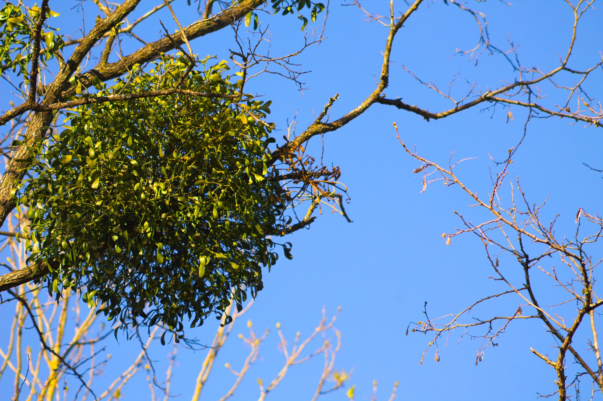 Mistel am Baum
