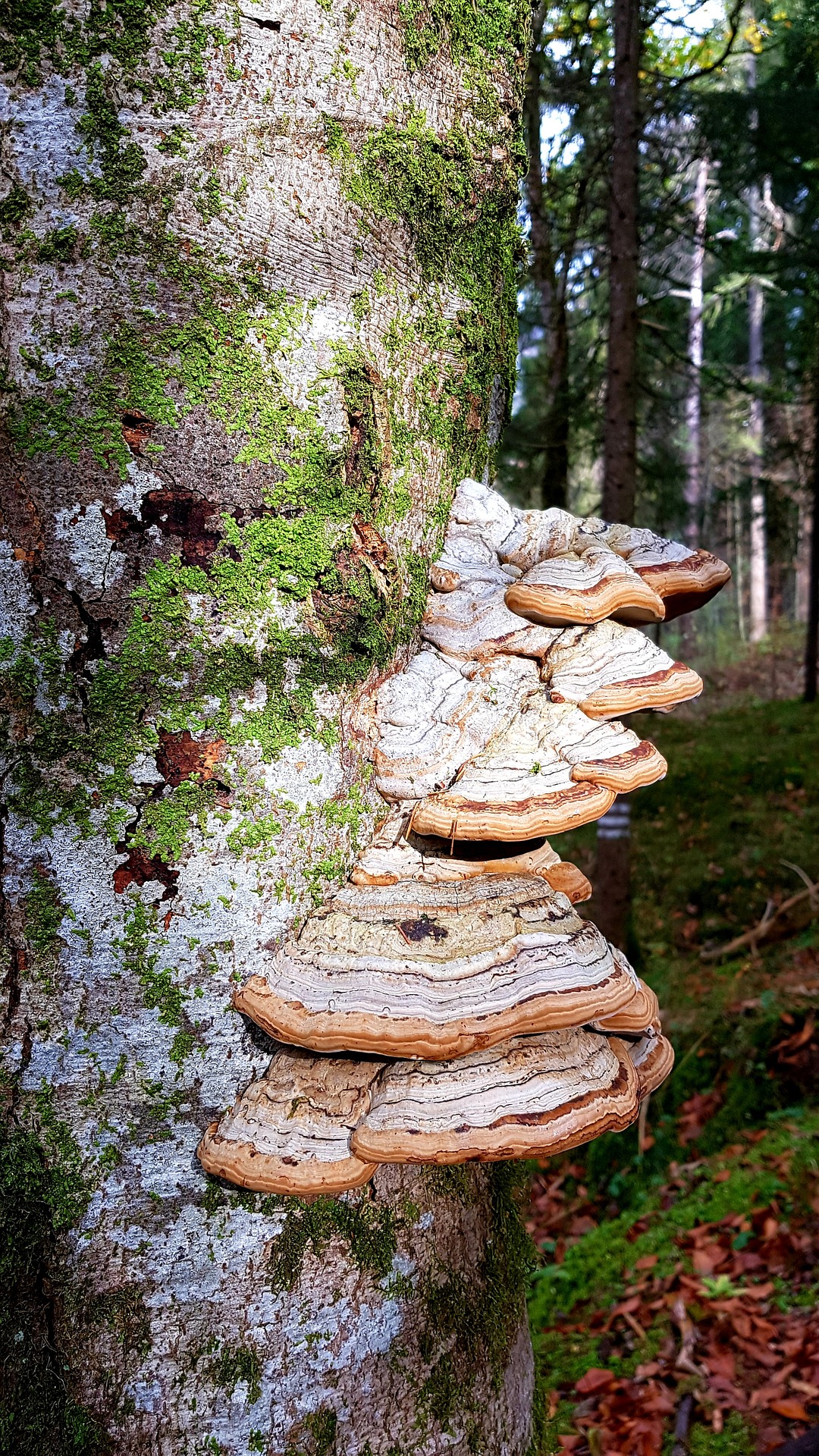 Pilzbefall am Baum