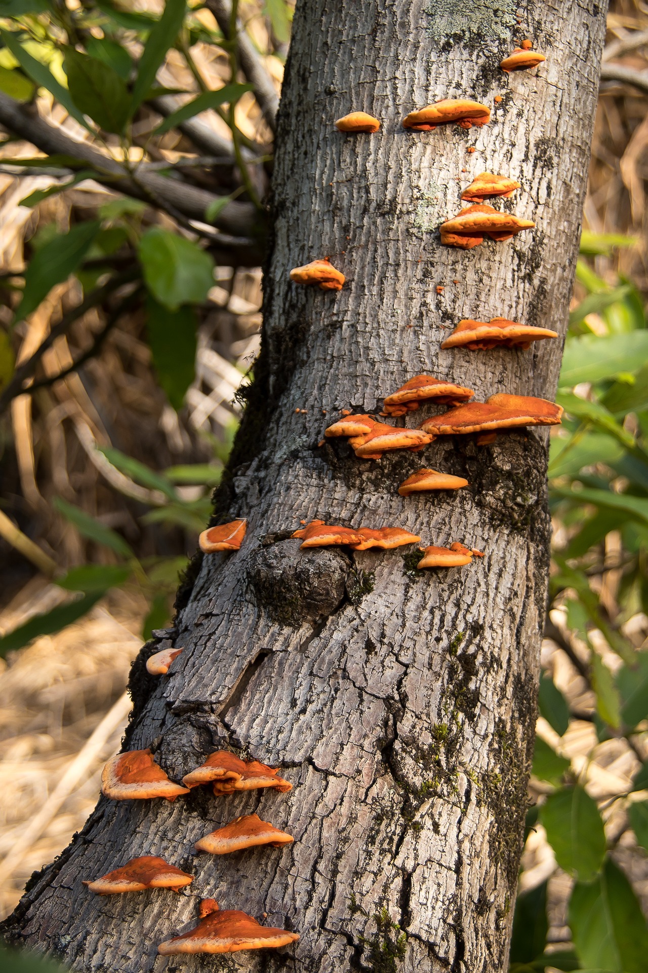 Baumschutz vor Wunden - So wird dem Baum geholfen