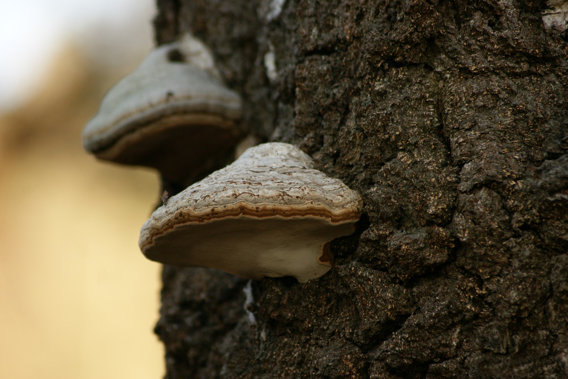 Pilzbefall am Baum - Sams Baumpflege