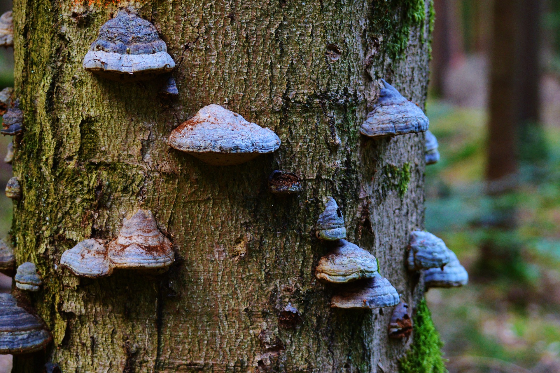 Pilzbefall am Baum - Sams Baumpflege München